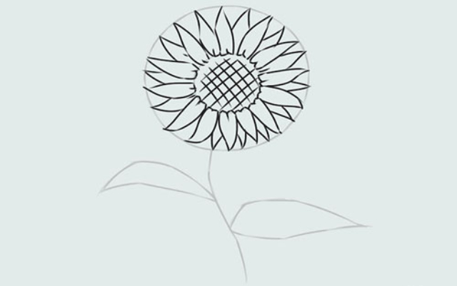 Bước 5: Hoa hướng dương vẽ