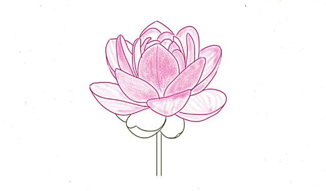 5 cách vẽ hoa sen đơn giản mà đẹp bằng bút chì và màu nước - Bestnhat 46