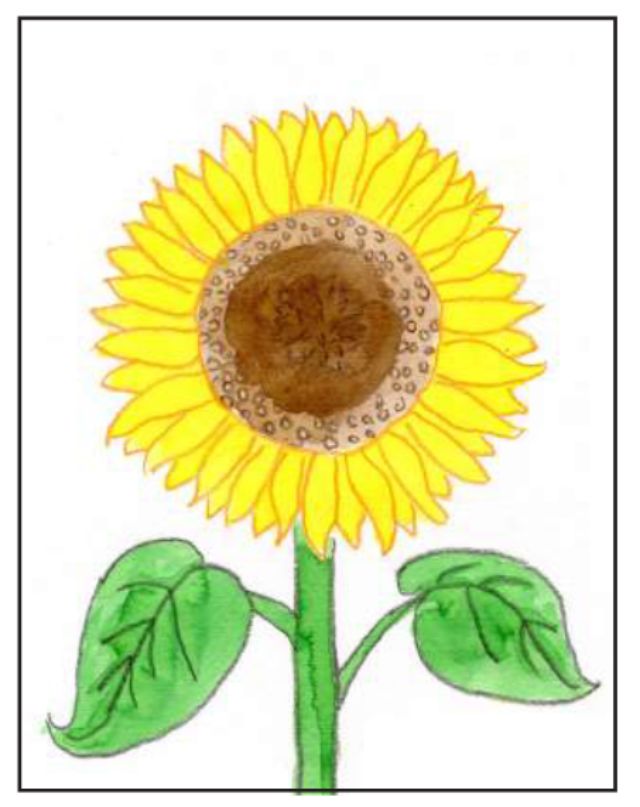 Bước 8: Cách vẽ hoa hướng dương đơn giản