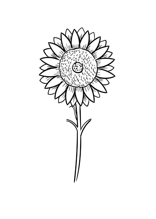 Bước 8: Vẽ hoa hướng dương đơn giản