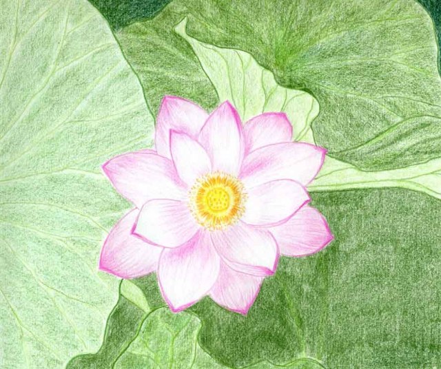 5 cách vẽ hoa sen đơn giản mà đẹp bằng bút chì và màu nước - Bestnhat 31