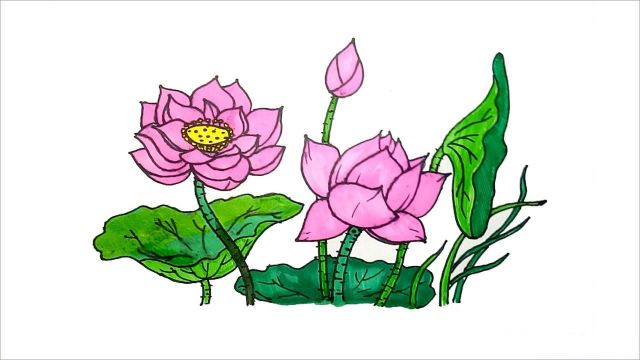 5 cách vẽ hoa sen đơn giản mà đẹp bằng bút chì và màu nước - Bestnhat 58