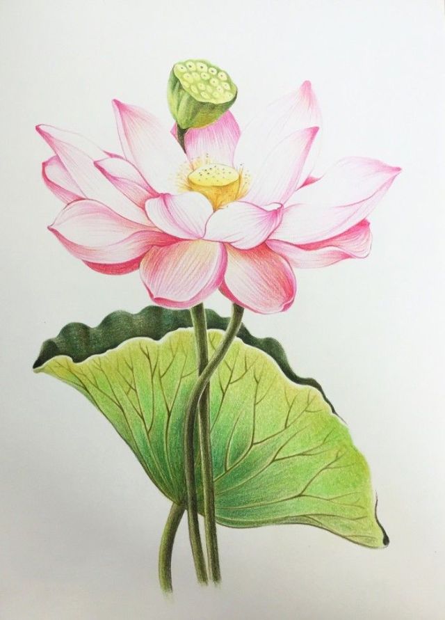 5 cách vẽ hoa sen đơn giản mà đẹp bằng bút chì và màu nước - Bestnhat 64